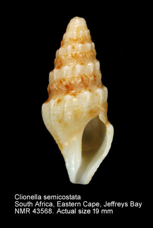 Clionella semicostata (3).jpg - Clionella semicostata (Kiener,1840)